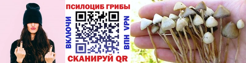 Галлюциногенные грибы GOLDEN TEACHER  blacksprut   Киренск  купить наркотики цена 